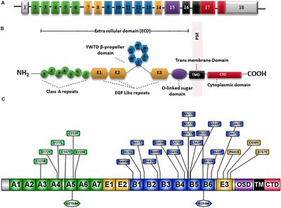 Proteostasis Regulation in the Endoplasmic Reticulum: An Emerging Theme in the Molecular Pathology and Therapeutic Management of Familial Hypercholesterolemia